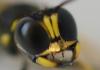 267110 – Photo : Christian Berquer – France (50)
